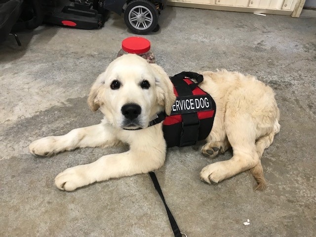 Service Dog | Labrador Retriever at Two Hearts Care | twohearts,care |
